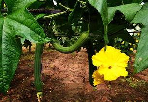 加拿大丝瓜爆料视频,揭秘真实生活片段 第1张 加拿大丝瓜爆料视频,揭秘真实生活片段 第1张