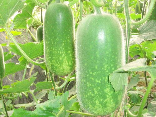 凉山吃瓜爆料视频大全,视频大全揭秘当地风土人情 第1张 凉山吃瓜爆料视频大全,视频大全揭秘当地风土人情 第1张